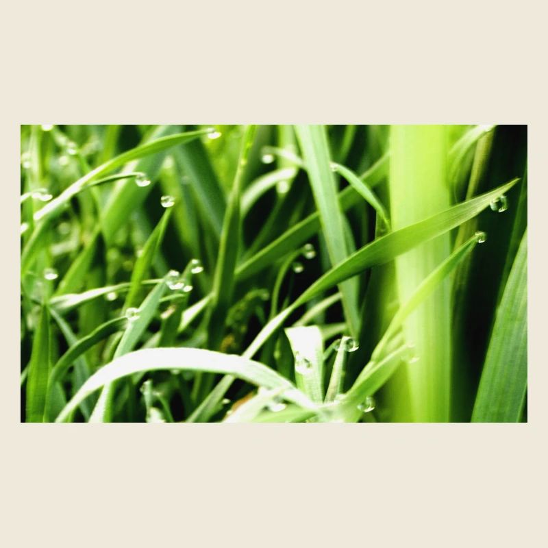 Morning grass