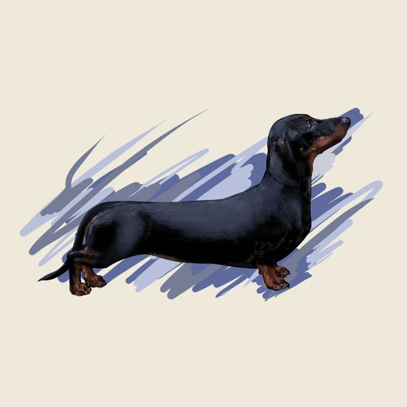 Dachshund