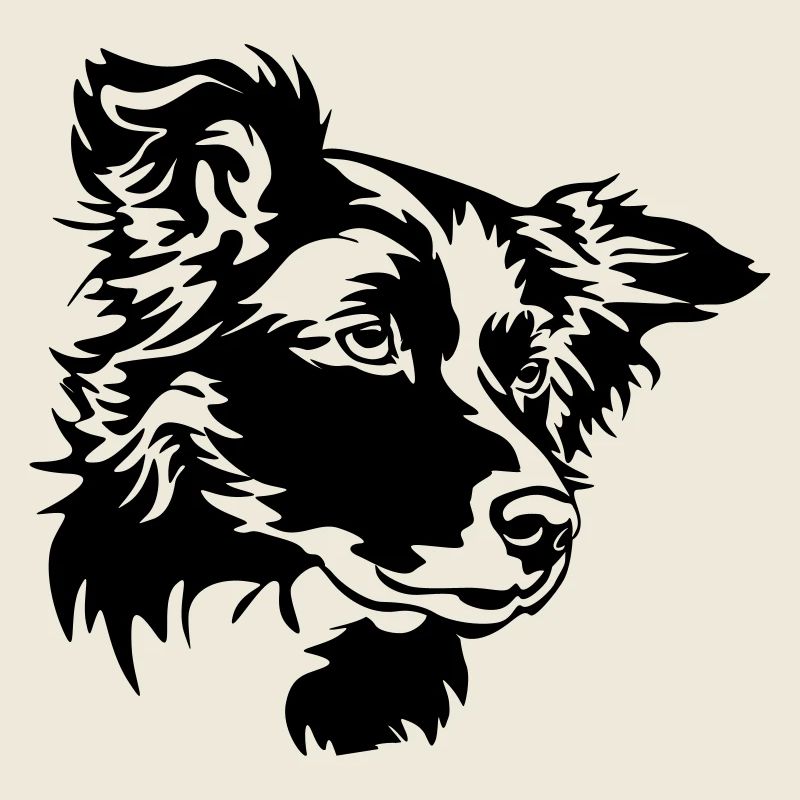 Border Collie Kopf