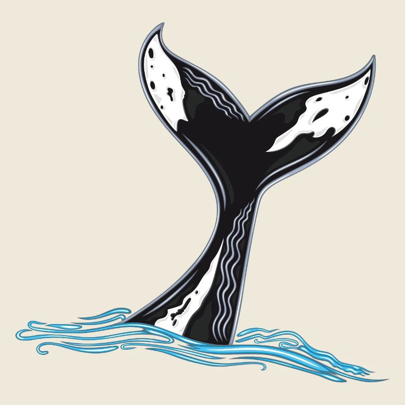 Rorqual commun