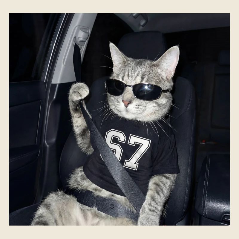 Chat portant des lunettes de soleil Gen Alpha Funny Six Seven