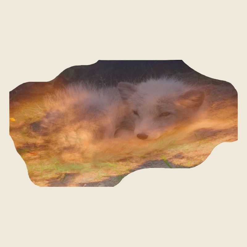 träumender Polarfuchs