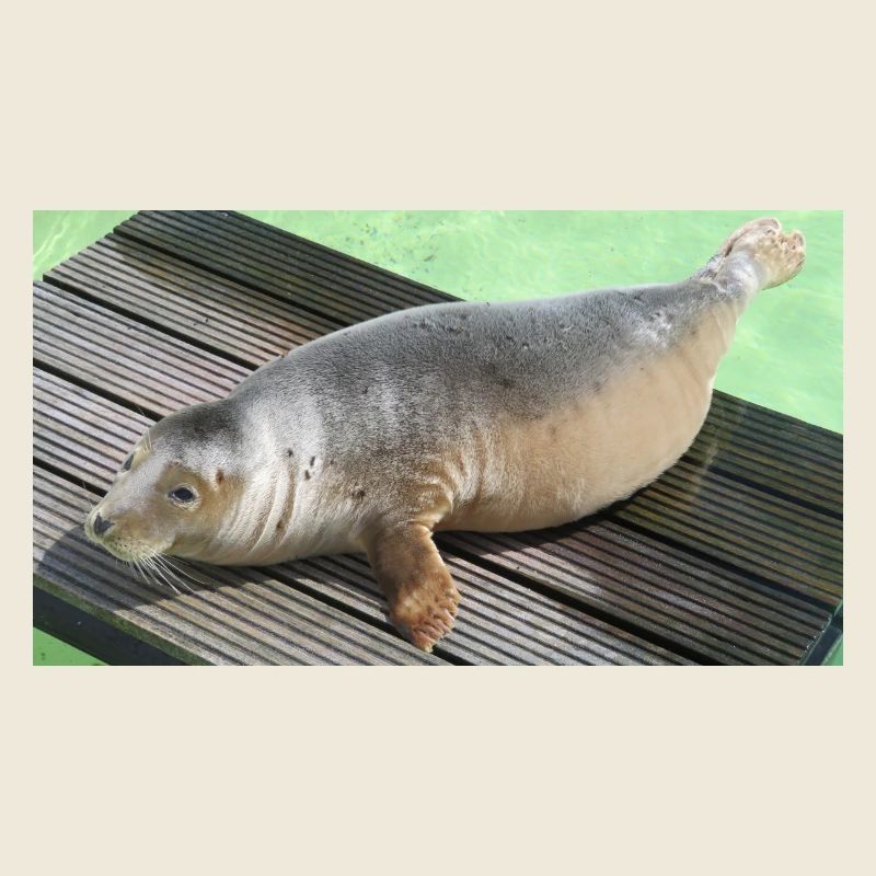 Bébé phoque à Texel