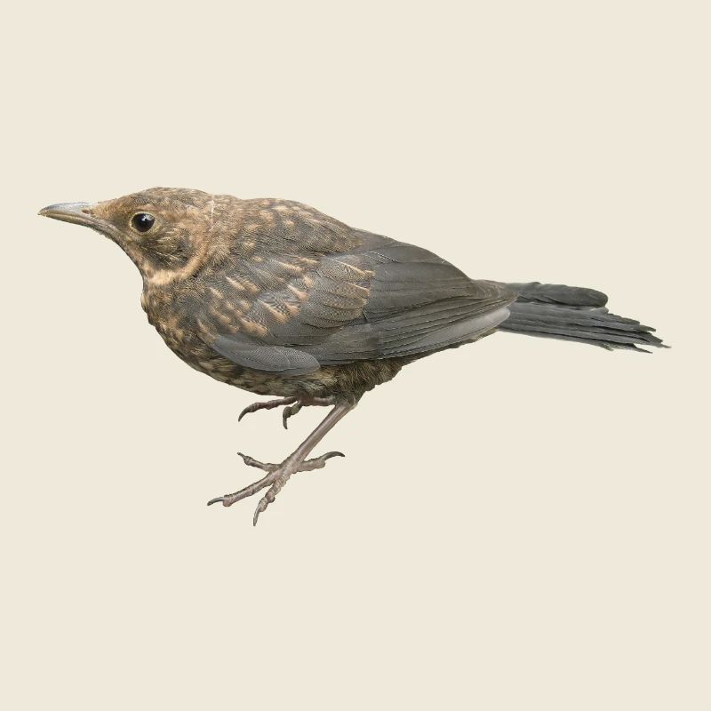 Merle Jeune Oiseau