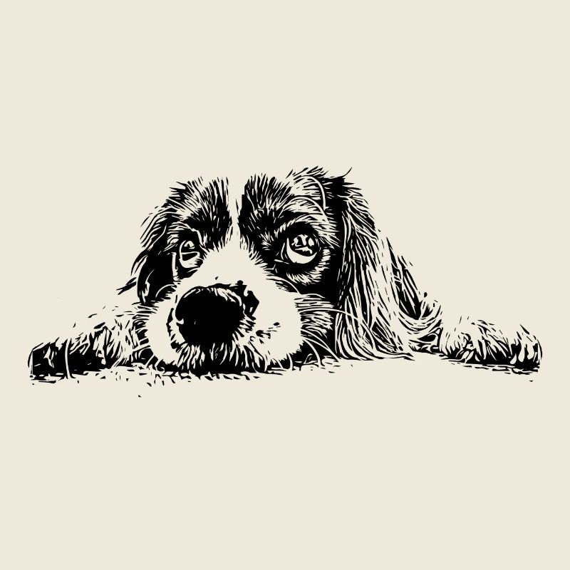 Cocker Spaniel