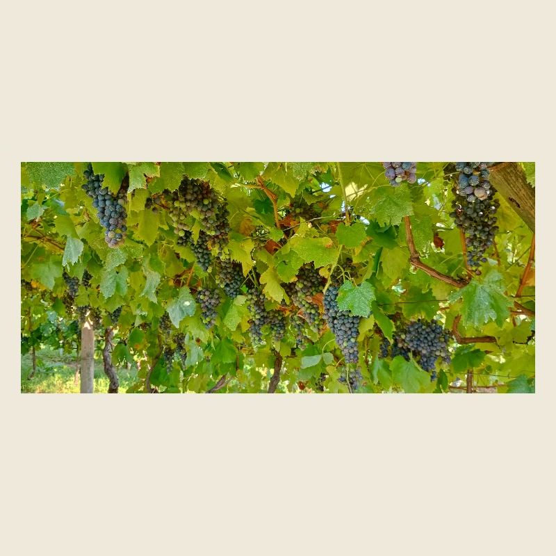 Vine in clusters on green background