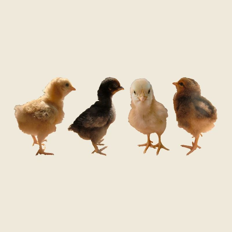 Chick
