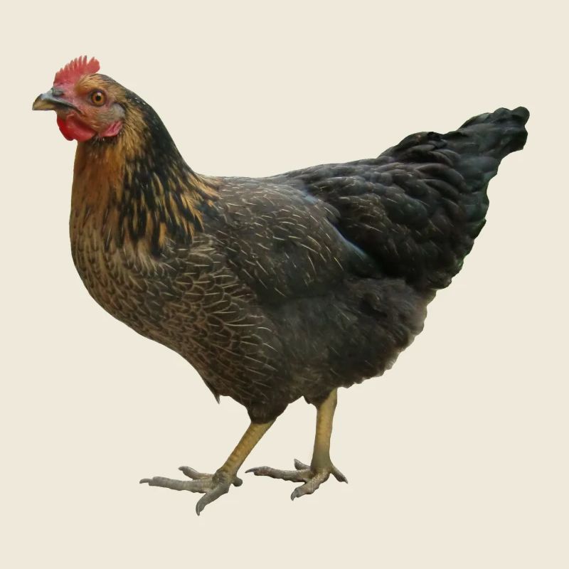 schwarzes Huhn