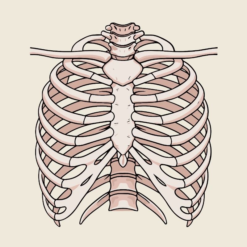 Anatomisches Brustbein und Rippenstruktur