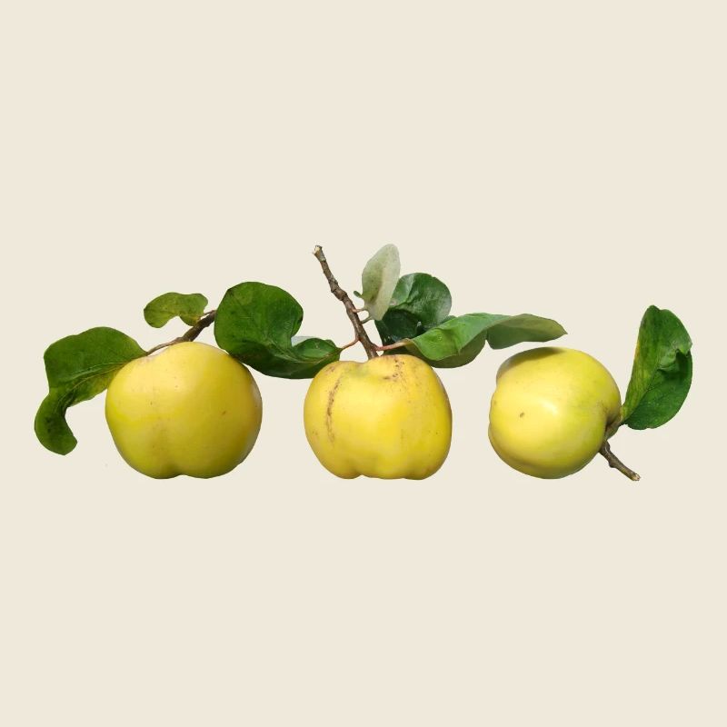 Quinces