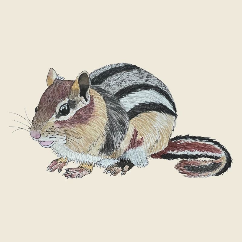 Chipmunk Chipmunk Cheek Squirrel Burunduk