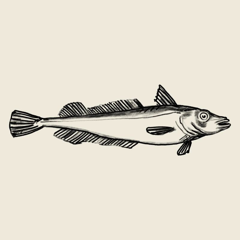 Fisch: Seehecht, Anglermotiv