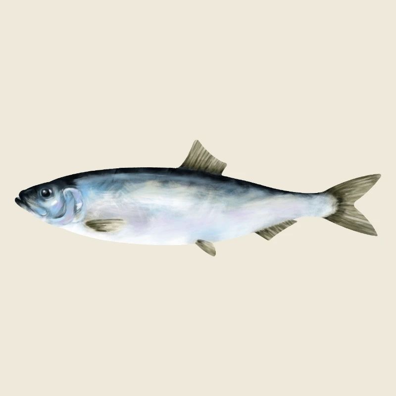 Hering