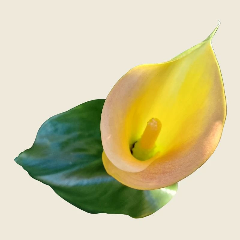 YELLOW CALLA LILY