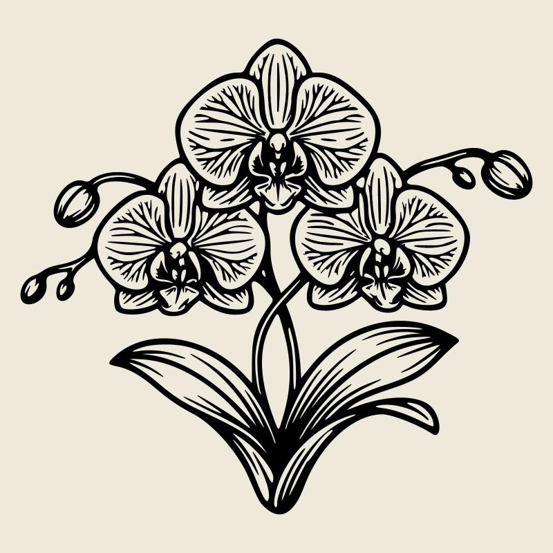 Orchidée 