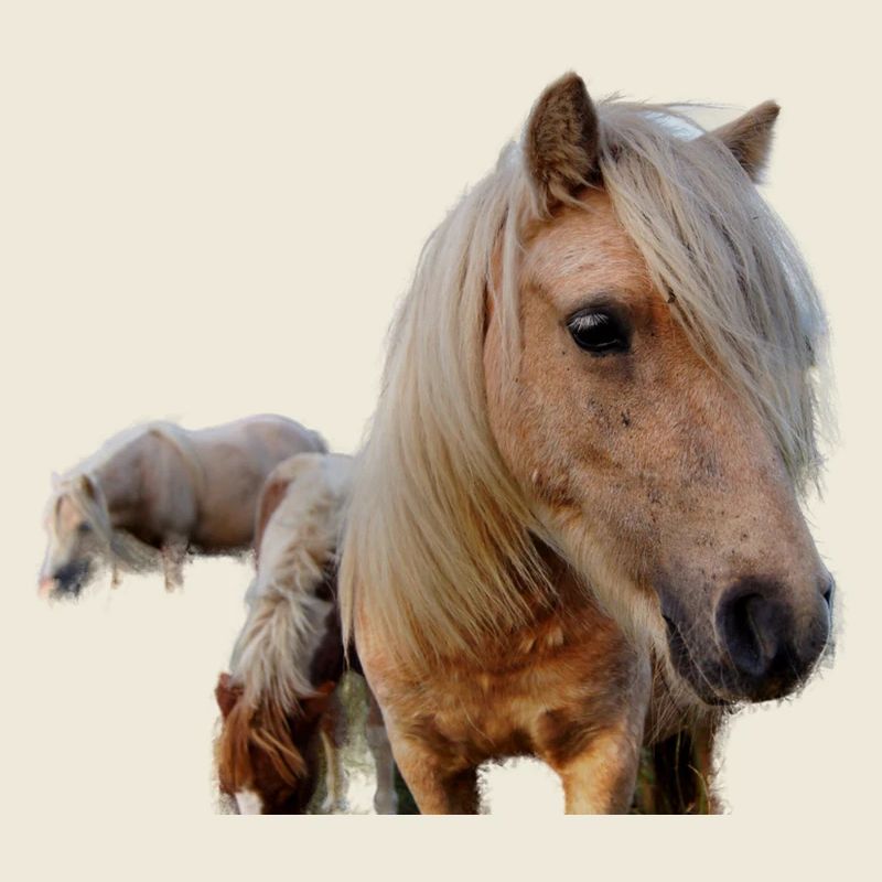 Pferde auf der Weide