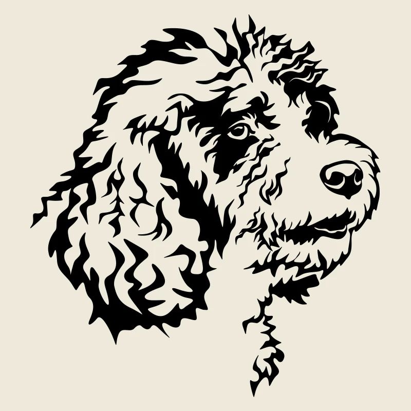 Spanischer Wasserhund Kopf