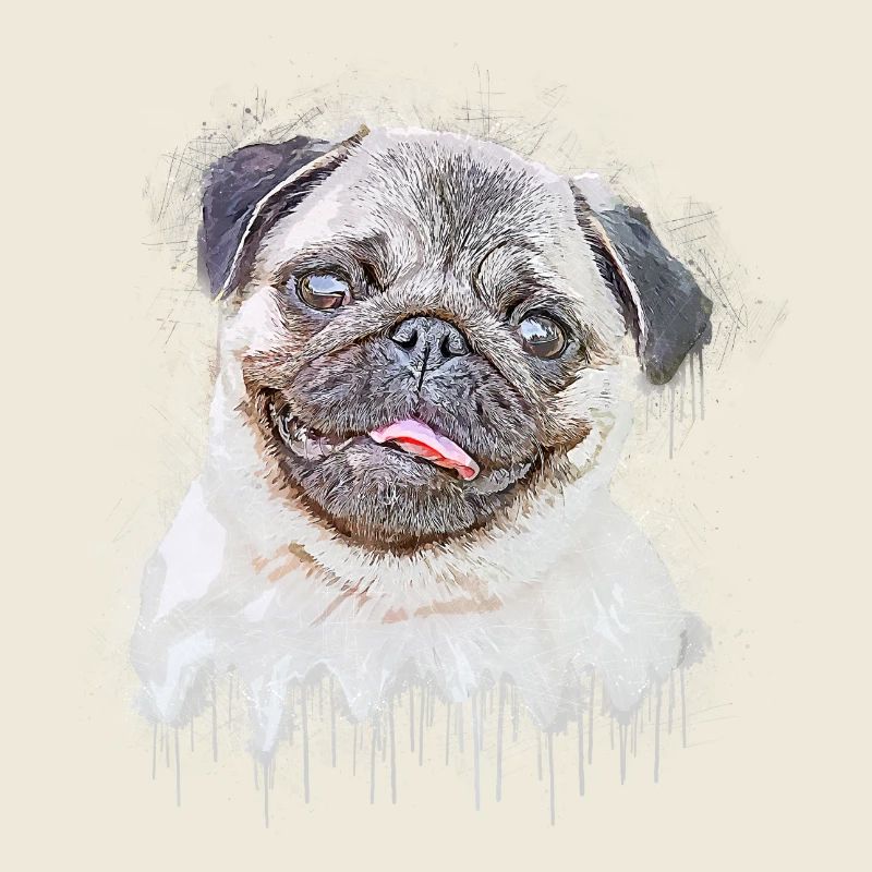 Pug