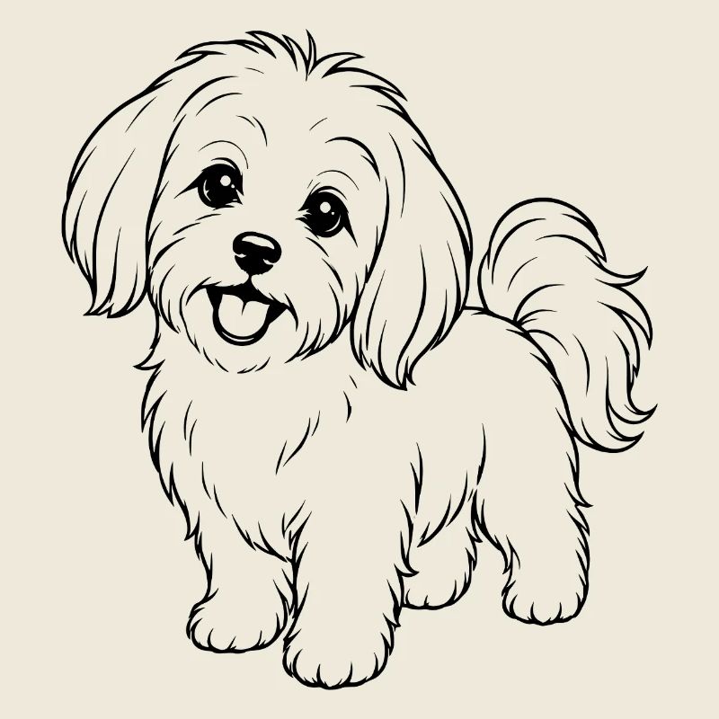 Malteser_Hund_schwarz