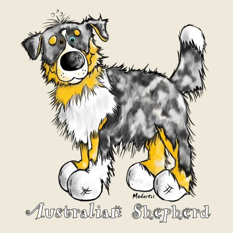 Australian Shepherd – Aussie – Hütehund