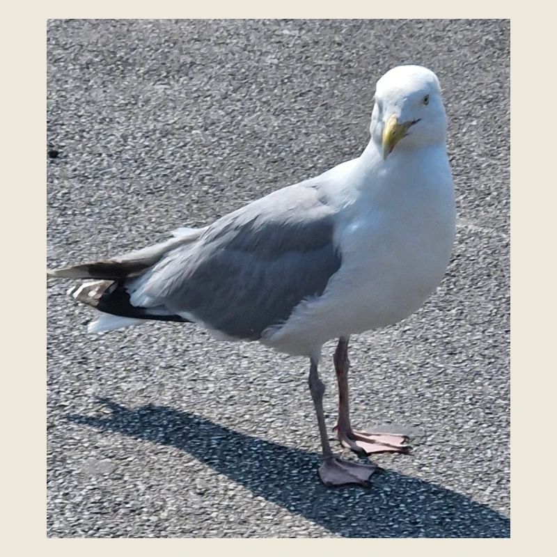 Mouette urbaine au regard vif