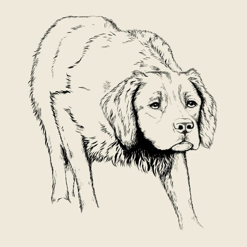 Breton pointing dog