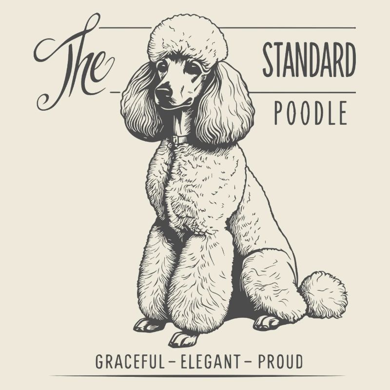 Caniche standard : une grâce distincte