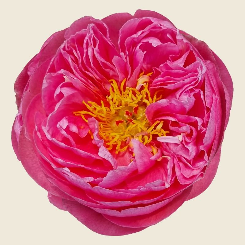 fleur rose fleur fleur fleur unique fleur rêve