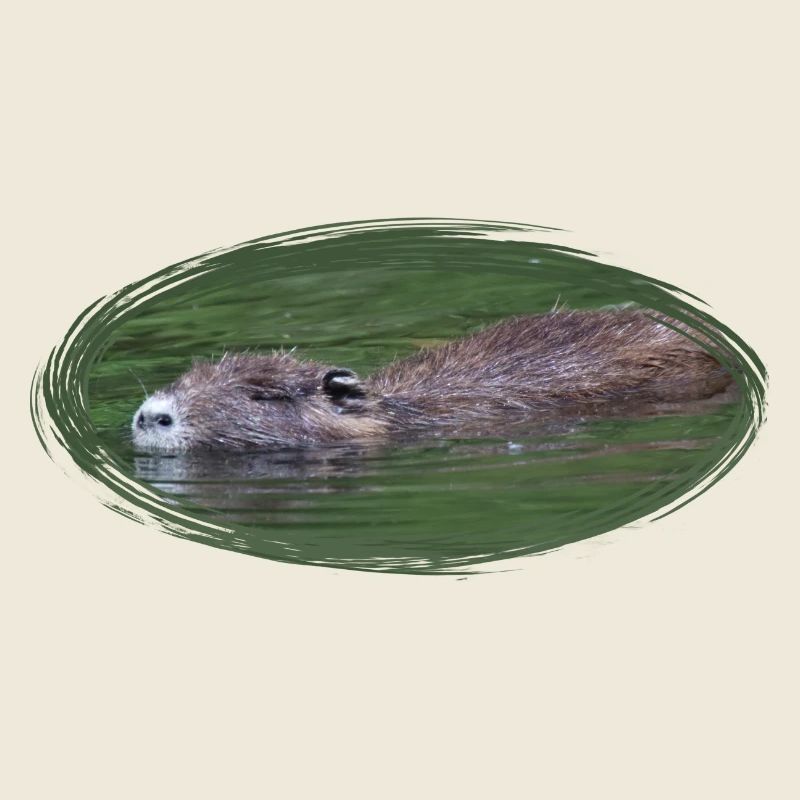 Nutria Biber Biberratte Wasserratte