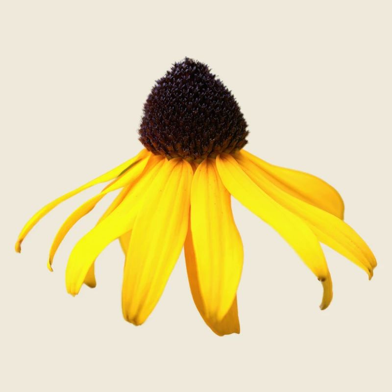 tournesol à fleur jaune
