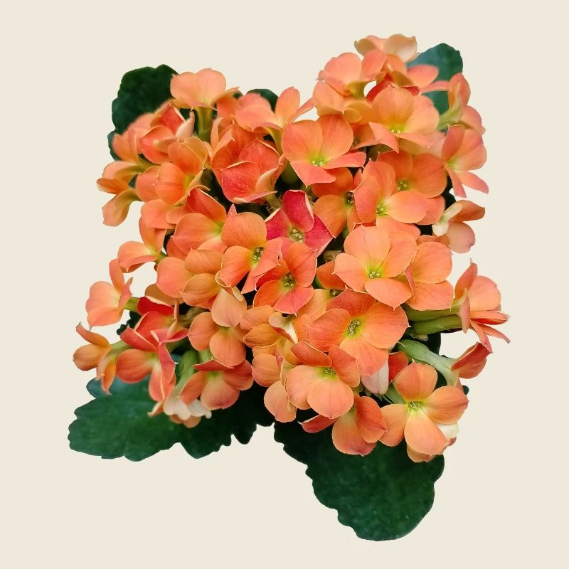 FLEURS PRINTANIÈRES (orange)