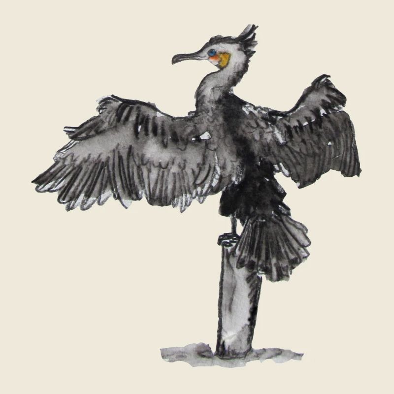 cormorant