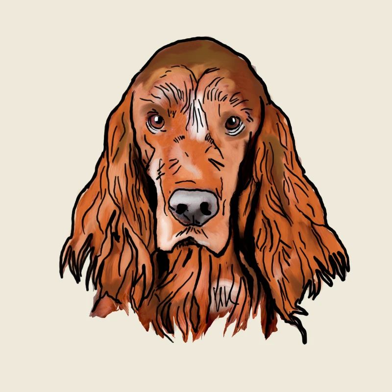 Setter irlandais
