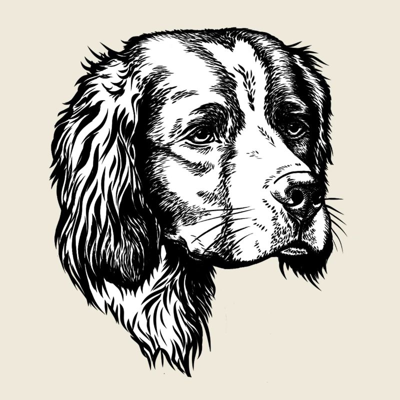Portrait de l’IRW Setter
