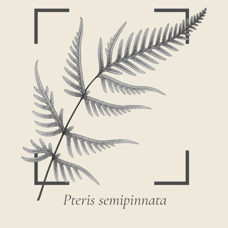Fern leaf (Pteris semipinnata)