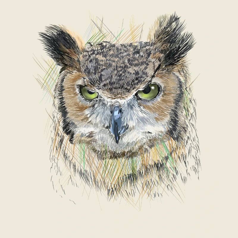 Owl