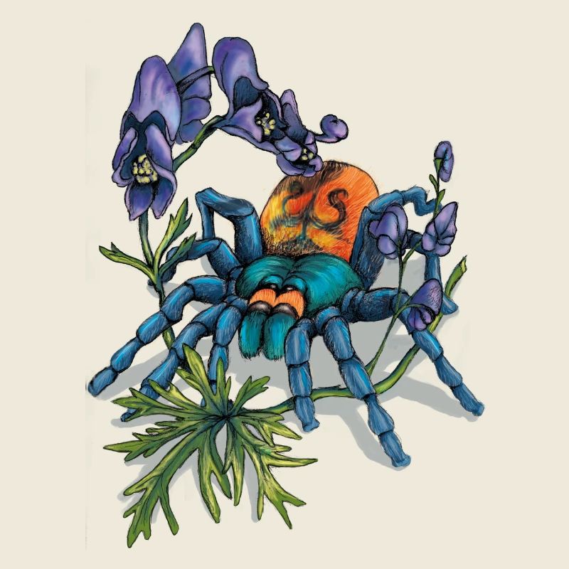 Spinne (Arachne)