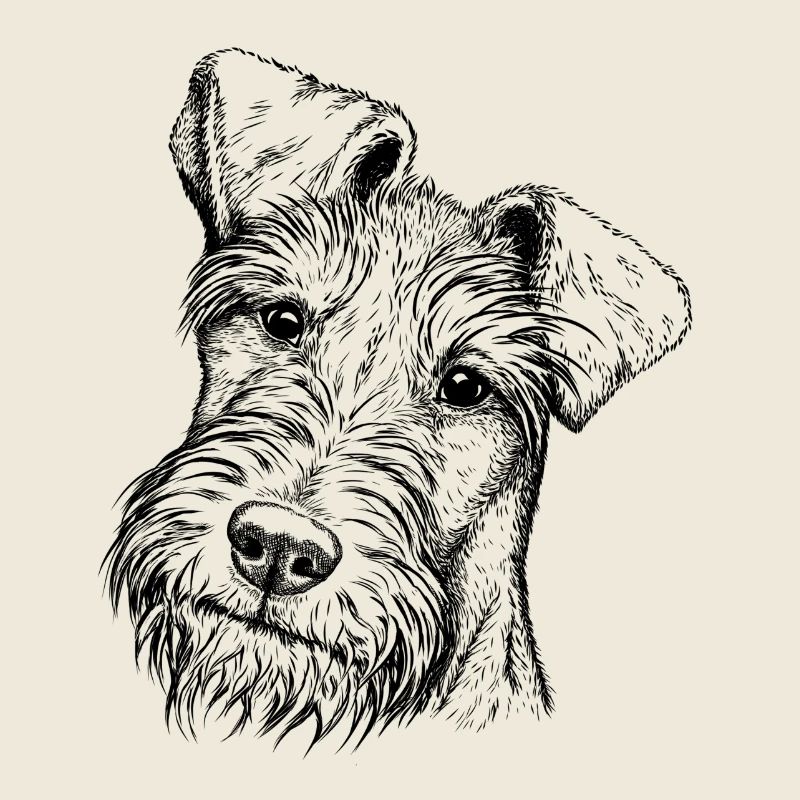Irish Terrier Portrait