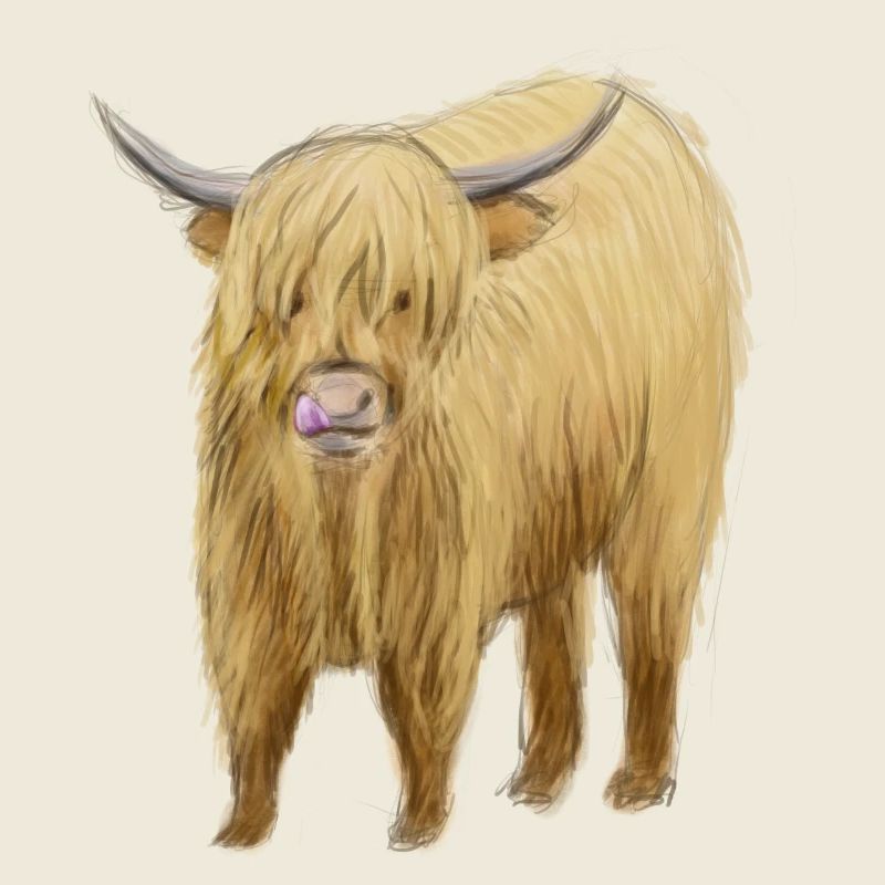 Kunst der Hochlandkuh