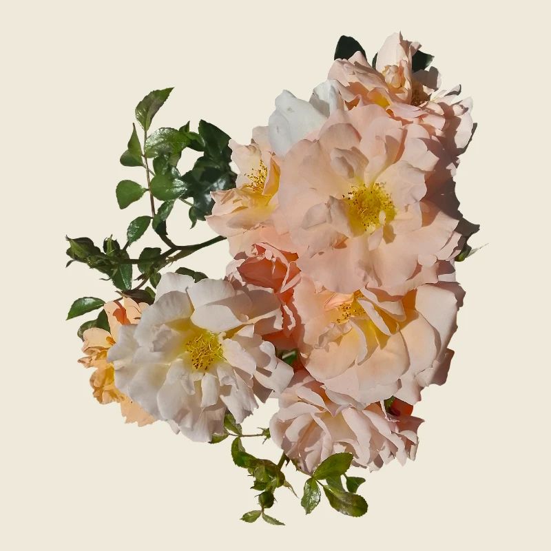Bouquet de roses pêche Premium / Roses de thé
