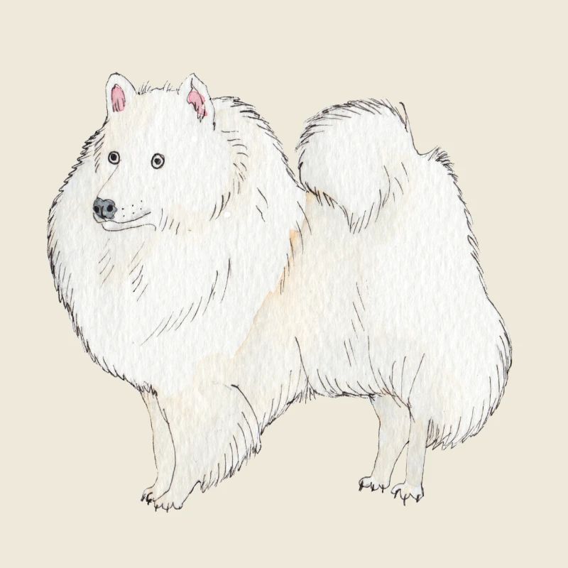 Japanischer Spitz Hund Aufkleber