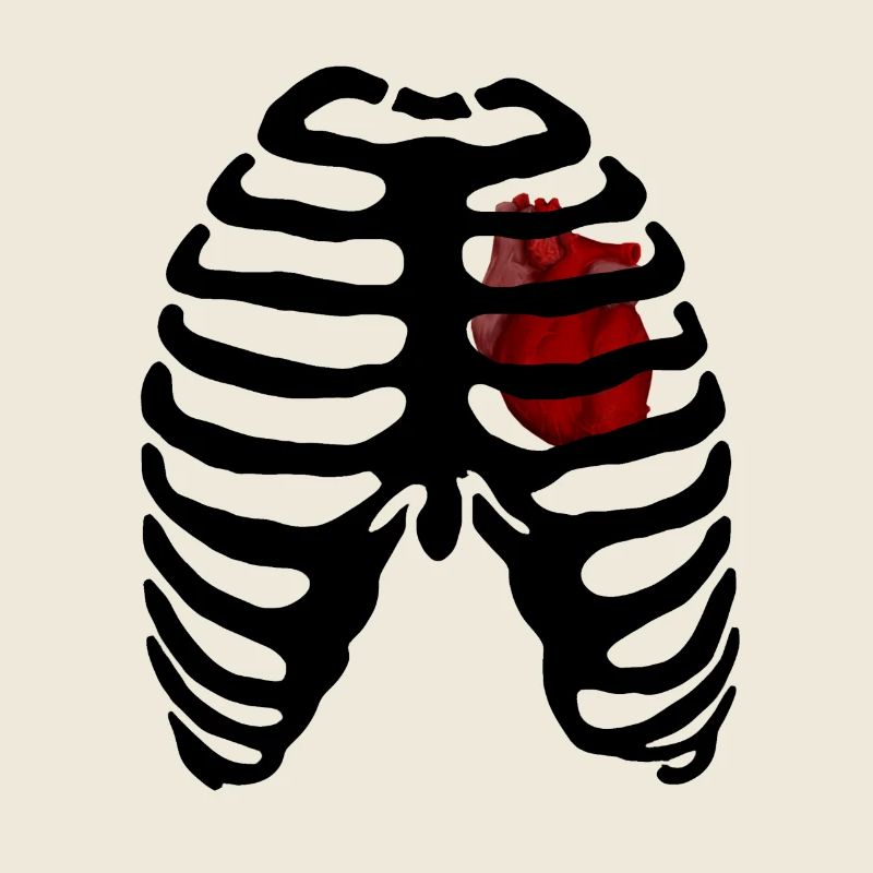 Rib cage Heart