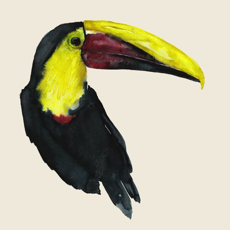 Toucan
