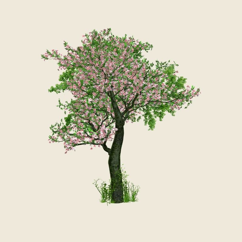 Cherry tree nature blossom spring Japan