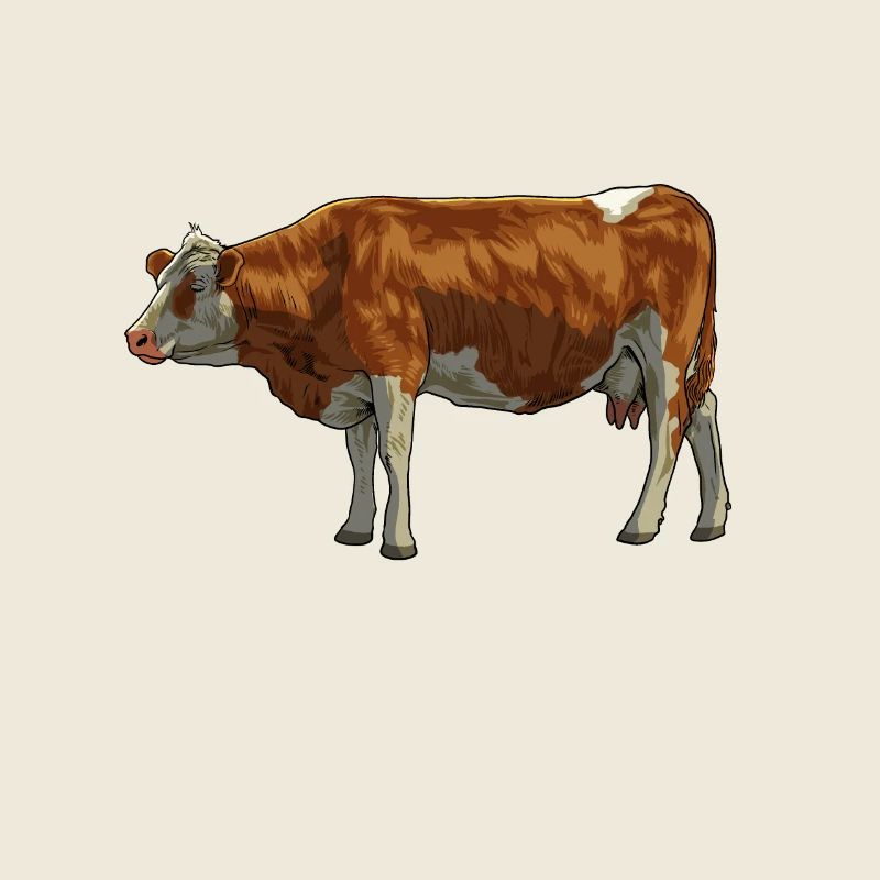 Dessin d’une vache Simmental