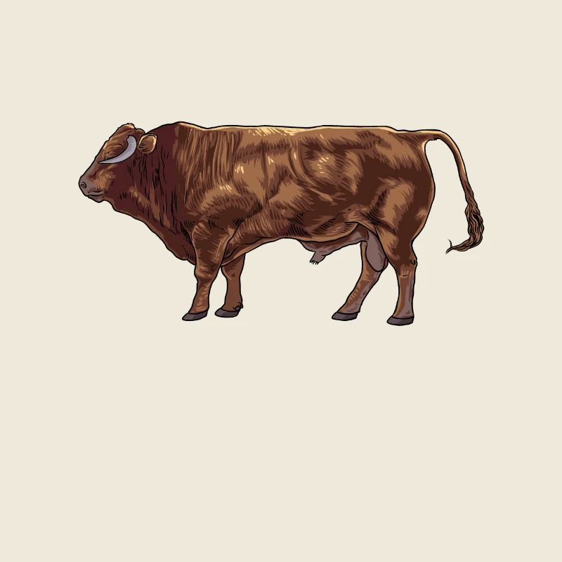 Drawing of a Limousin beef