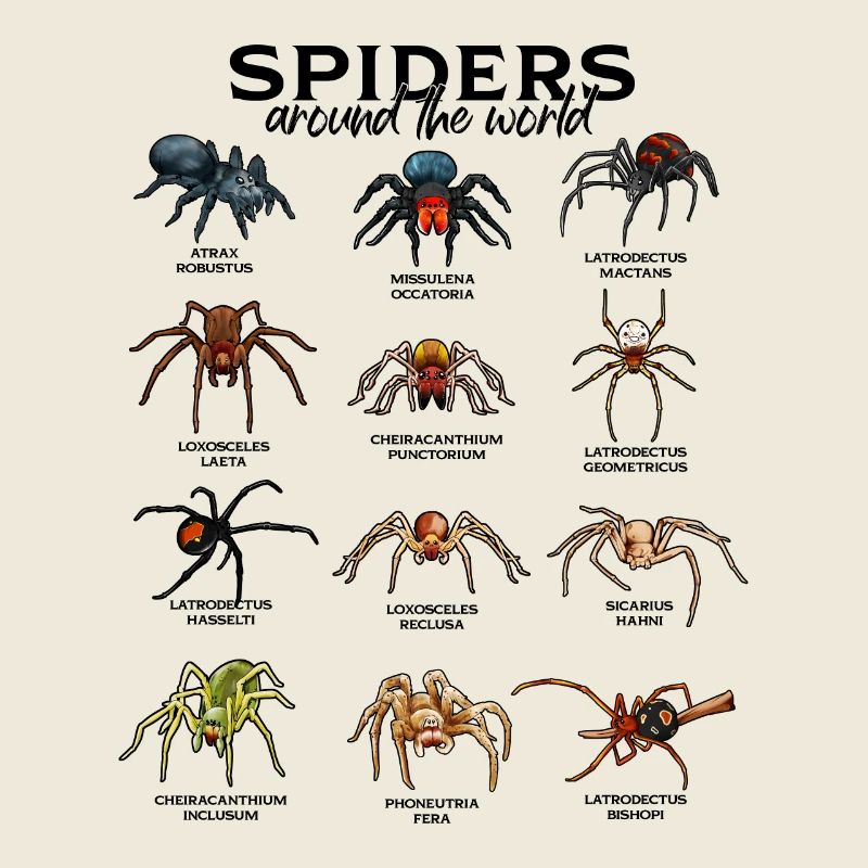 Araignées dans le monde - Araignées