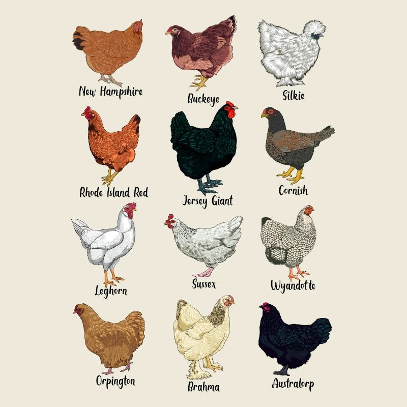 Assorted Chickens - Chicken Breeds