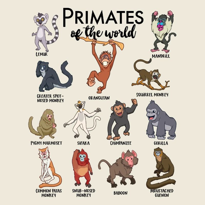 Different Monkeys - Types of Primates