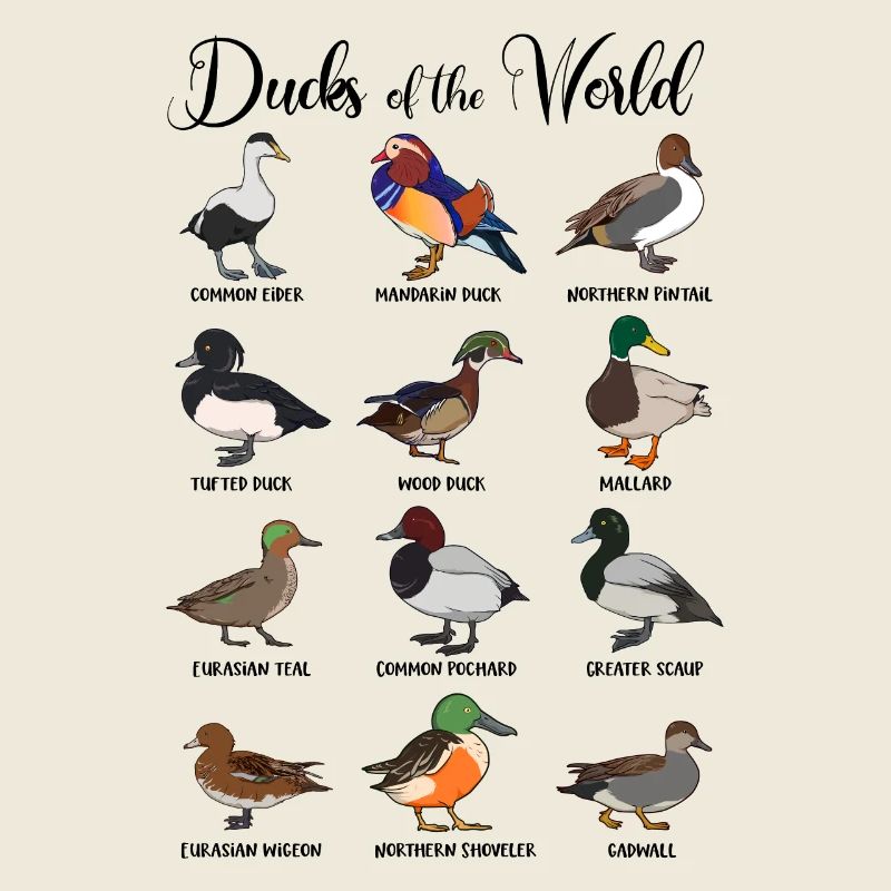 Different ducks - types of ducks